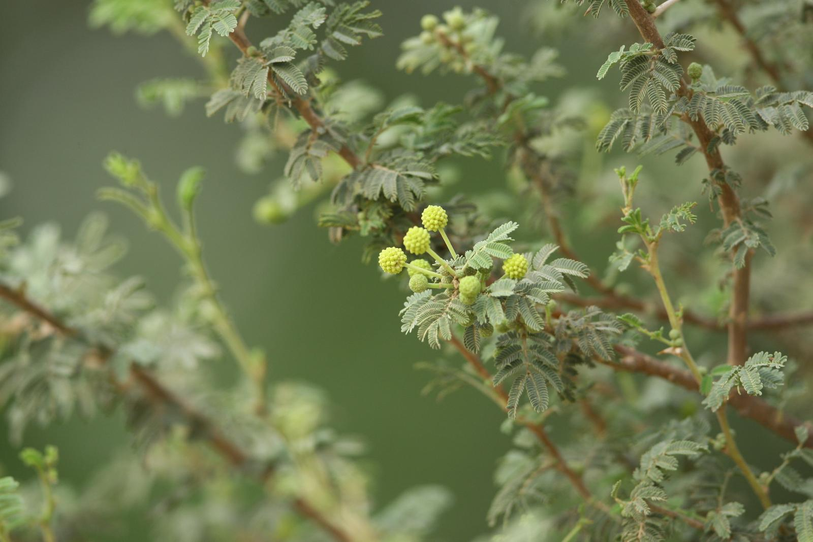 Acacia Gerrardii Benth Kuwait Wildlife L 